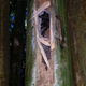 A Taksinus tarantula nesting inside of bamboo.